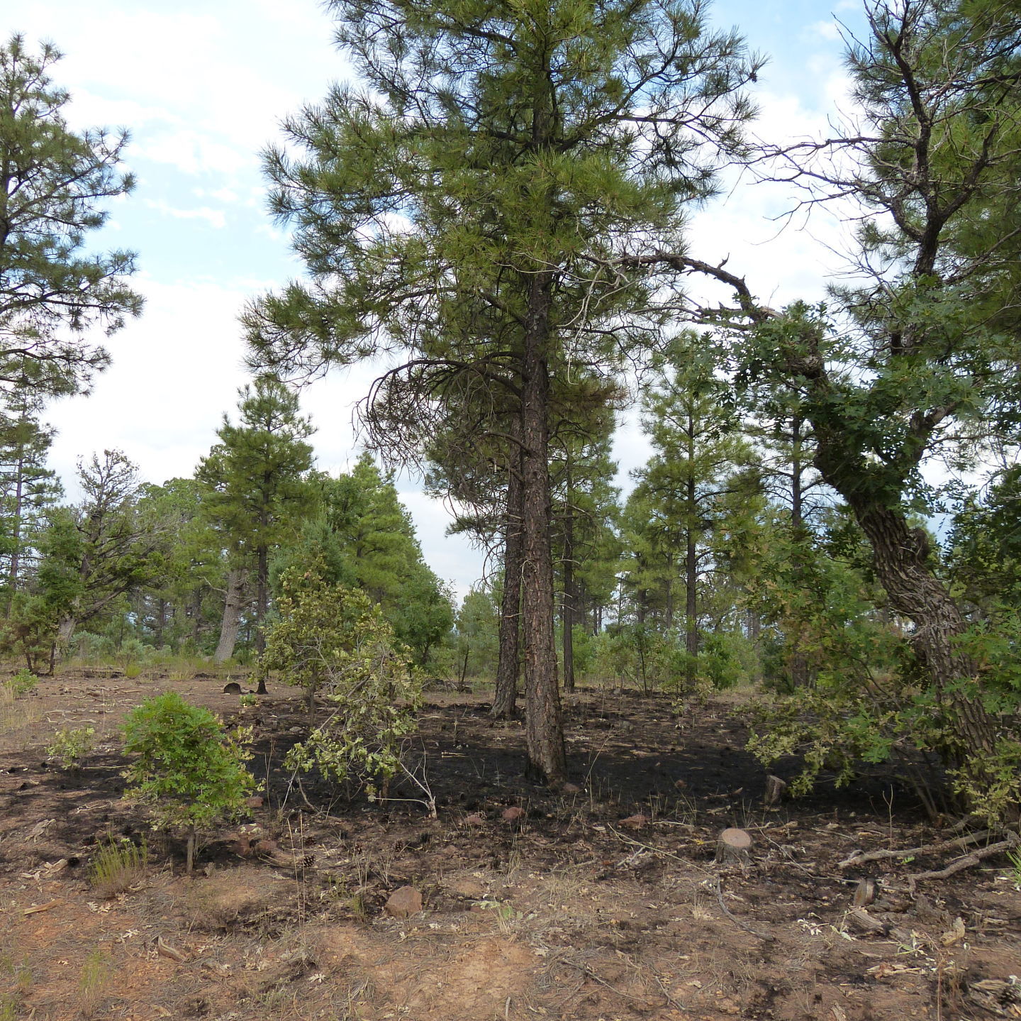 Bagnal Fire-spotty burned patches
